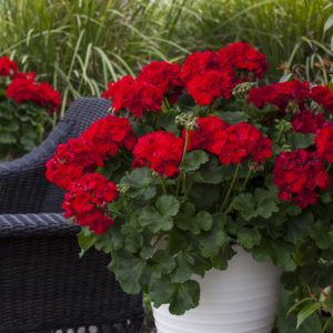 Pelargonium Interspecific - hybridní muškáty